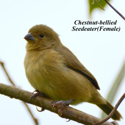 Chestnut-bellied Seedeater (Female)